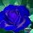 Blue Rose Avatar
