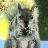Squirrel Avatar