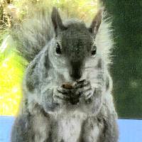 Gray Squirrel Avatar
