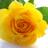 Rose Avatar