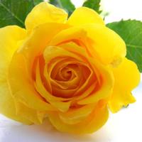 Yellow Rose Avatar
