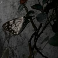 Lily Valley Avatar