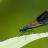 Damselfly Ink Avatar