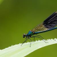 Damselfly Ink Avatar
