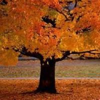 Autumn Matthews Avatar