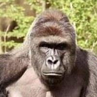 Harambe In Heaven Avatar