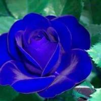 Blue Rose Avatar