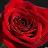 Wardah  Ahmed Avatar