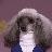 Poodle Avatar