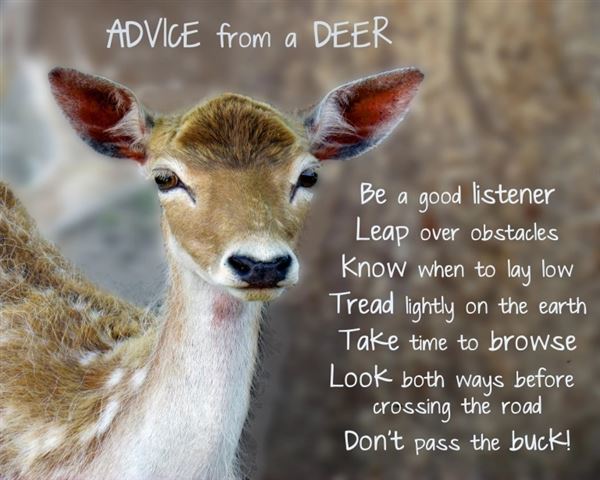 Deer Poem