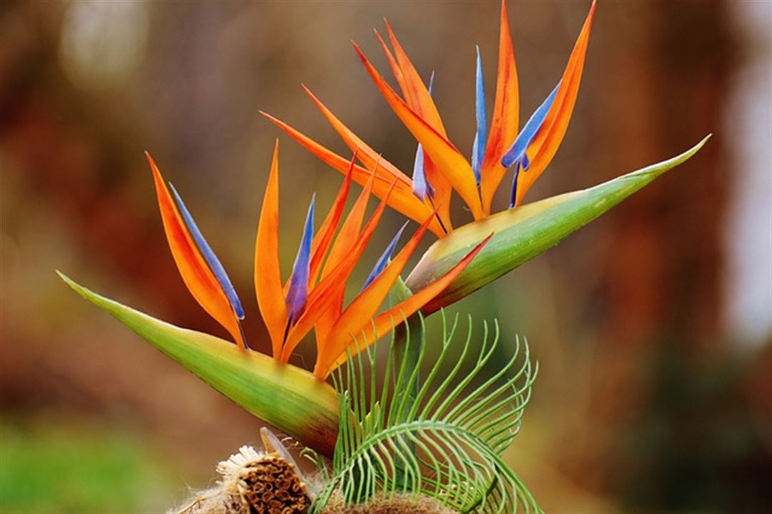 Bird of Paradise