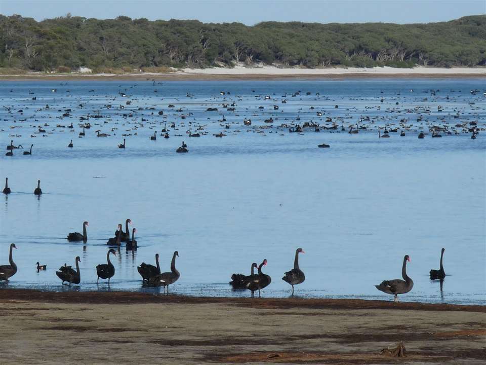 black swans