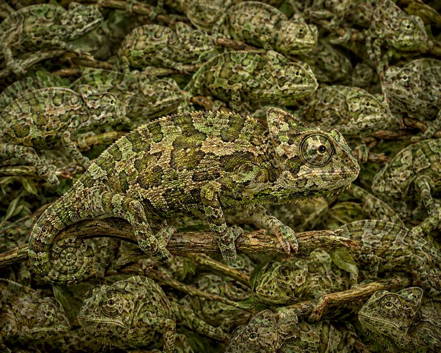 chameleon