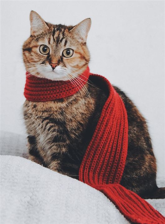 cold cat