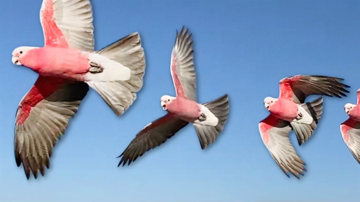 galahs