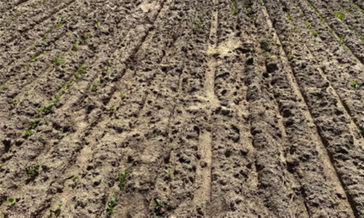 mice holes in field