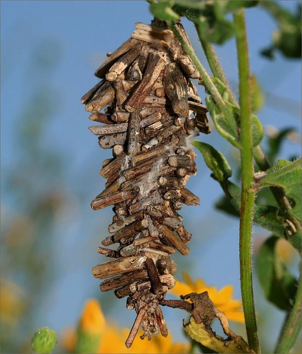 pupa