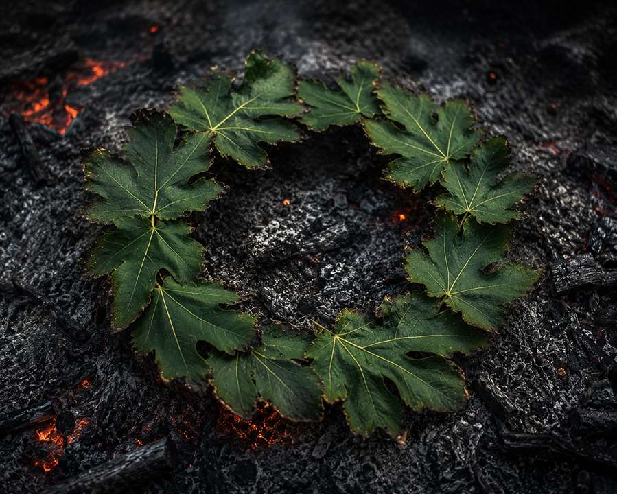 scorched fig leaves