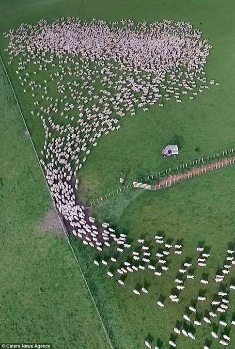 sheep sorted