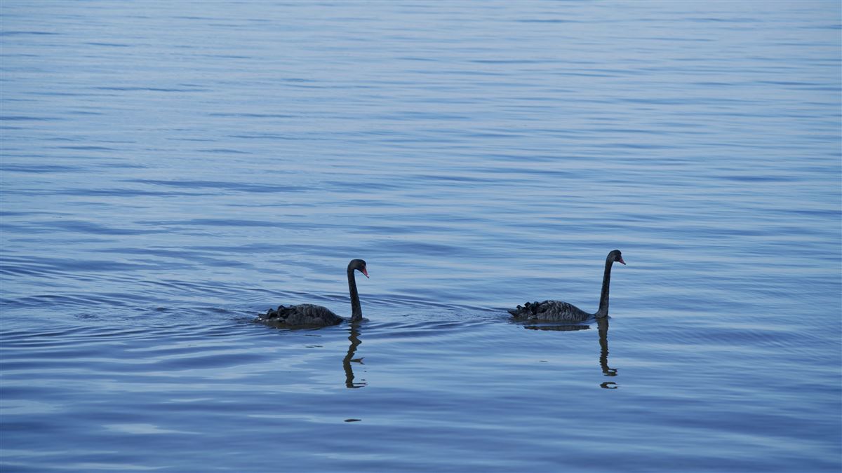 swans