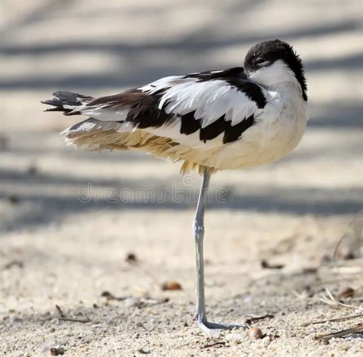 tern