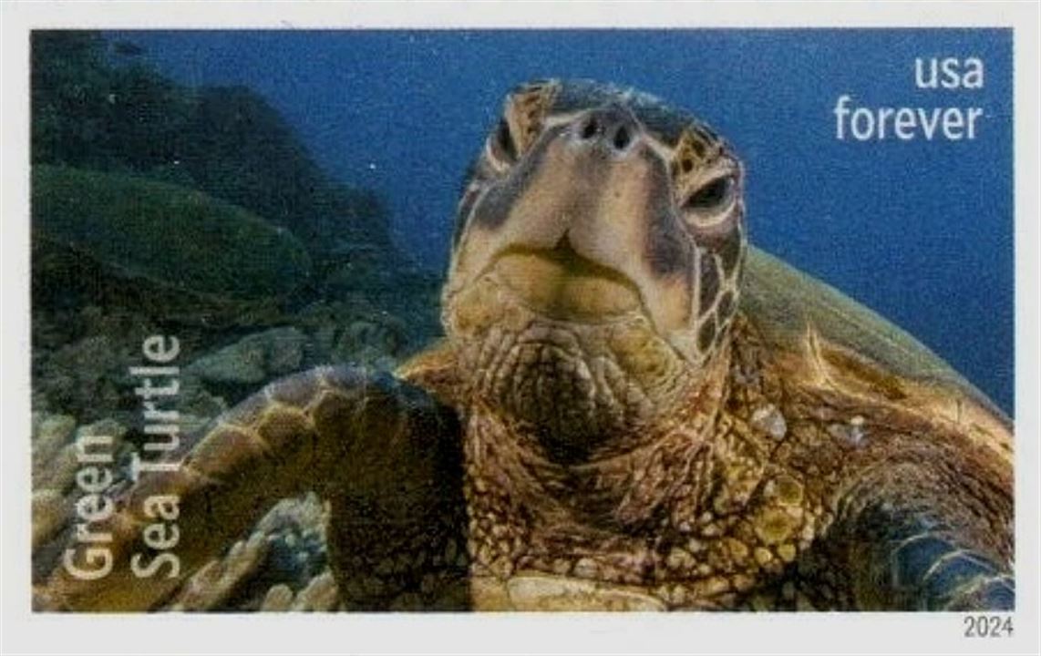 turtle