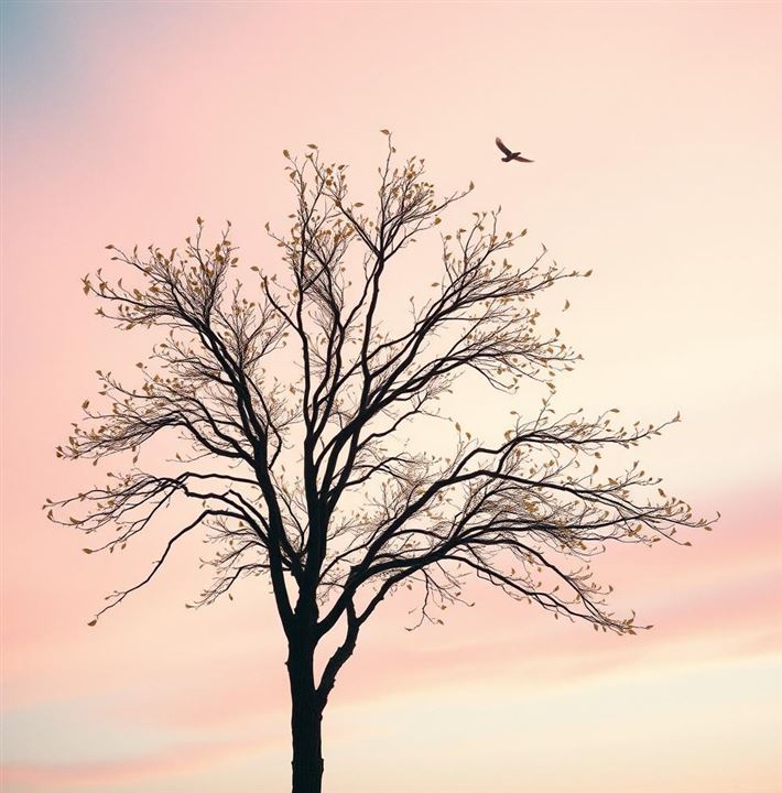 wind