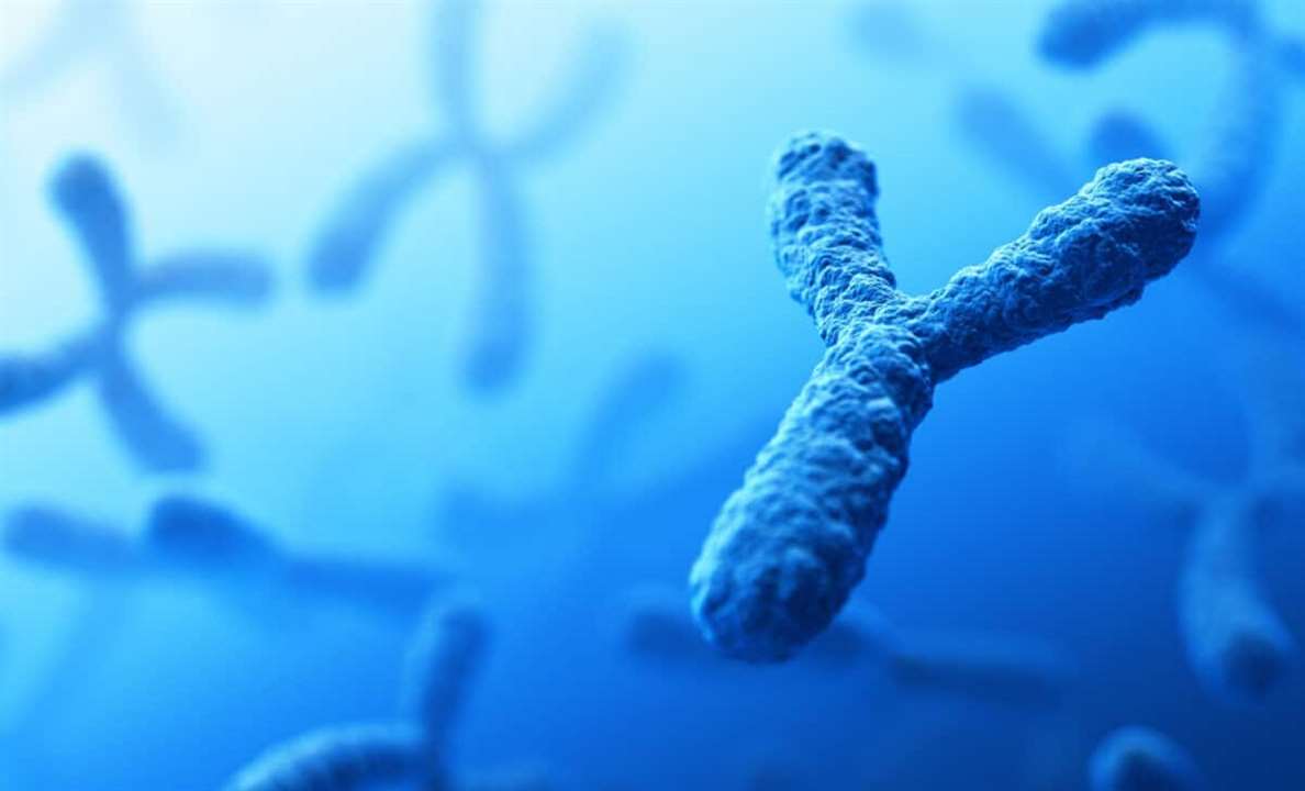 y chromosome