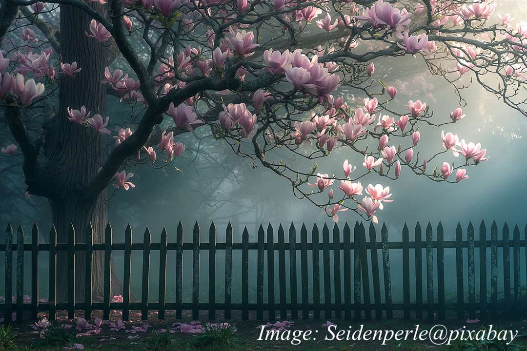 Magnolia 