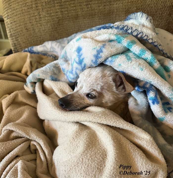 Pip