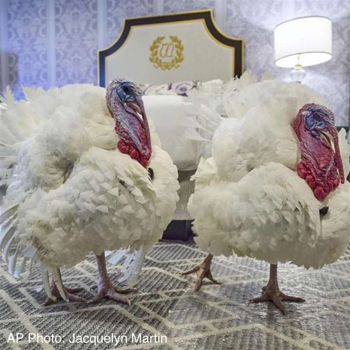 Turkey