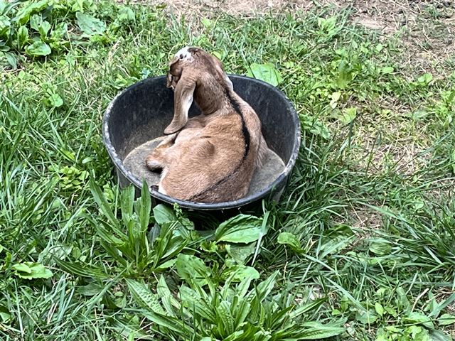 Baby goat