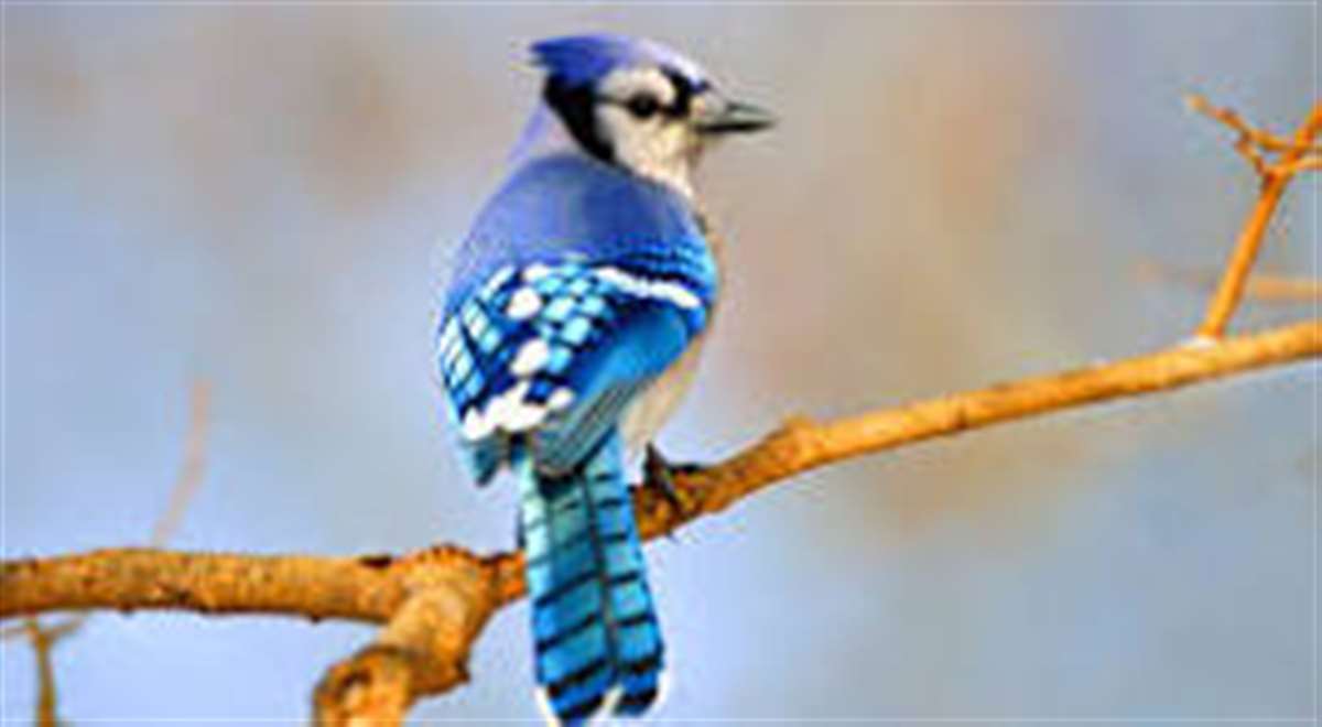 Bluejay