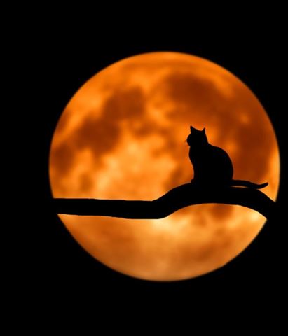 cat full moon