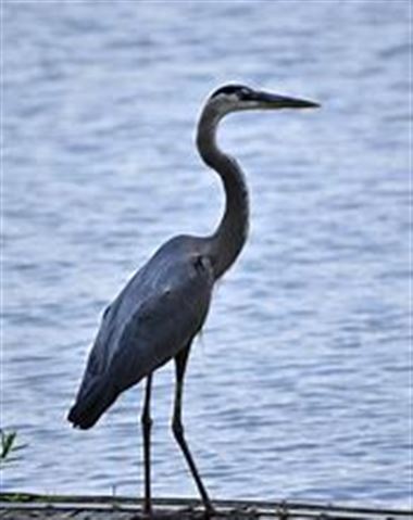 blue heron