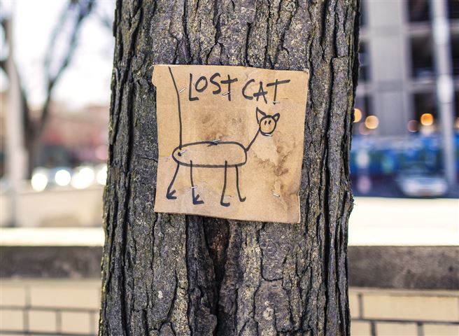Missing cat poster