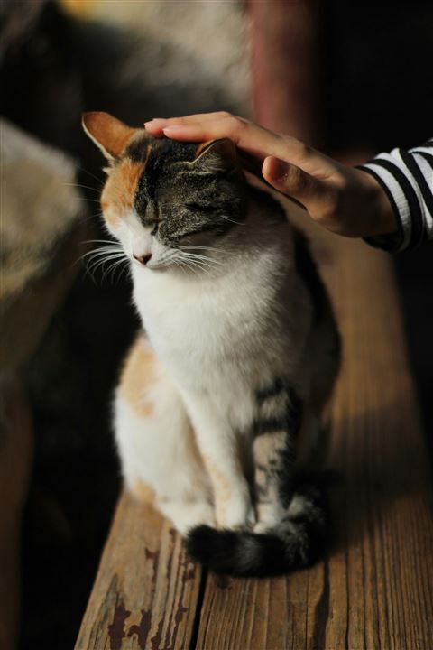 Kindly petting a cat
