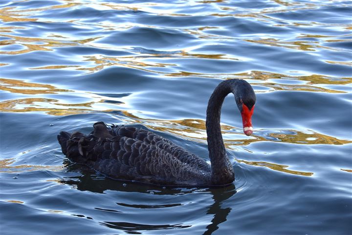 Black Swan by Max Burchett