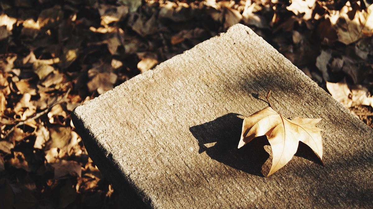 life leaves leaf