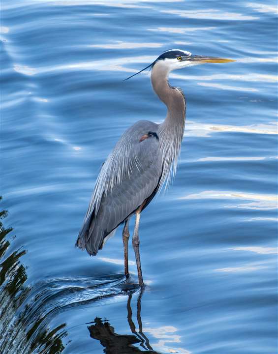 Great Blue Heron