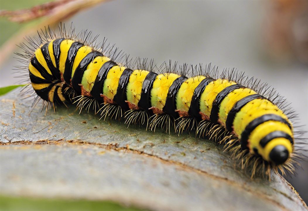 Caterpillar Poems