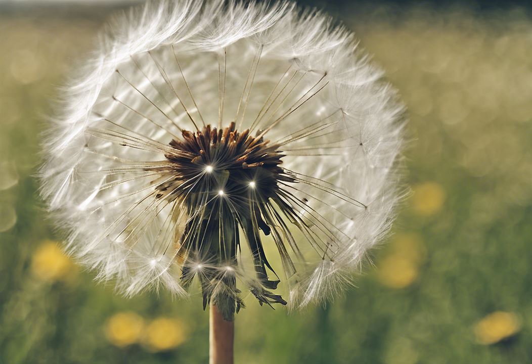 Dandelion Poems