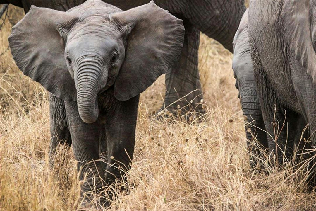 Elephant Poems
