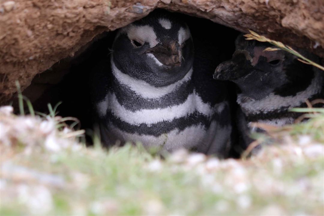 Penguins Poems