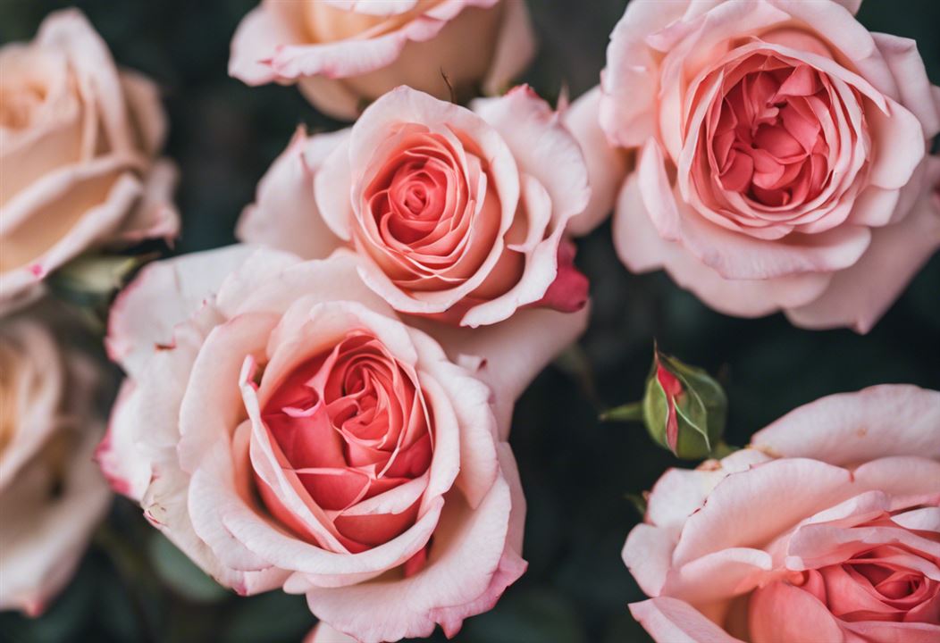 Rose Poems