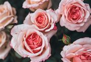 rose thumbnail