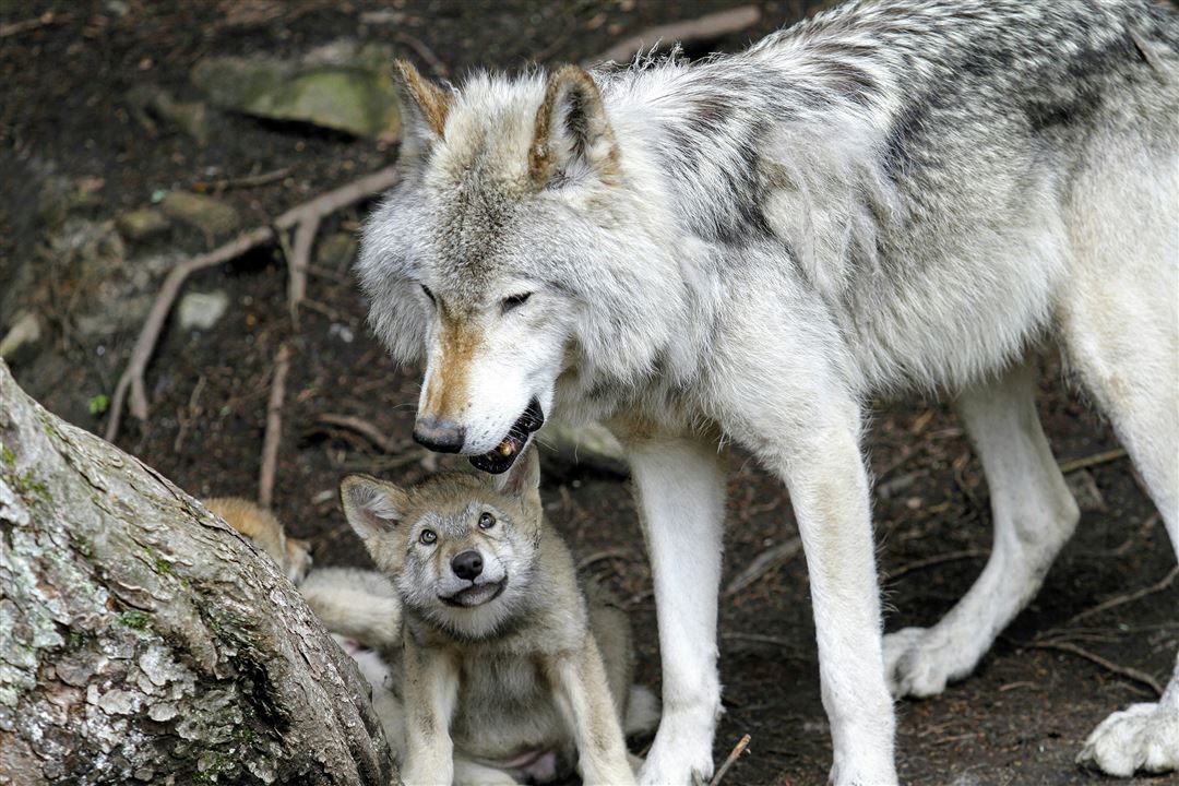 Wolves Poems