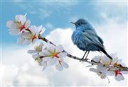 bird thumbnail