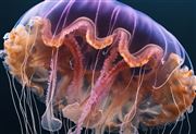 jellyfish thumbnail