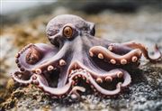 octopus thumbnail